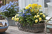 Basket box with Viola cornuta (horned violet), Myosotis 'Myomark'.