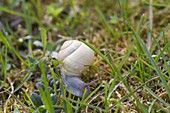 Schnecke mit Häuschen kriecht durch den Garten