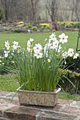 Narcissus poeticus (poet's daffodil) in handmade ceramic box