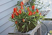 Tulipa wendenskyi (wild tulips) in a moss basket box