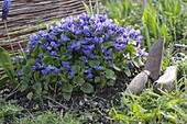 Viola odorata (scented violet) in the garden