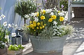 White-yellow spring in zinc tub: Narcissus 'Yellow River' Thalia