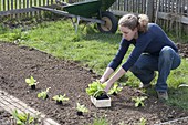 Planting spring lettuce in organic garden