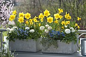 Grey boxes planted with Narcissus 'Yellow River', 'Jet Fire' (daffodils)