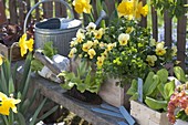 Holzkiste mit Viola cornuta 'Beacon Yellow' (Hornveilchen) und Salat