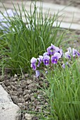 Chives and horned violets in the organic garden