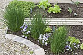 Chives and horned violets in the organic garden