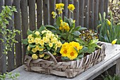 Basket tray with primroses: Primula Belarina 'Buttercup Yellow' (Stuffed Primrose)