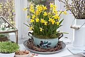 Narcissus 'Tete a Tete' (Daffodils) in old enamel pot