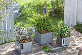 Herbs jazzed up in square zinc pots