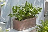 Terracotta box with Convallaria (Lily of the Valley)