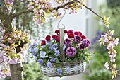 Korb mit Viola cornuta 'Blue' (Hornveilchen), Ranunculus Bloomingdale