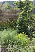 Mixed culture in the vegetable patch with fennel (Foeniculum), bush beans