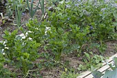 Knollensellerie (Apium graveolens) im Biogarten