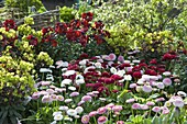 Spring bed with Bellis Tasso 'Strawberries & Cream' 'White' 'Red'.