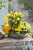 Flache Blechschale mit Primula Belarina 'Buttercup Yellow' (Gefuellte Primel)