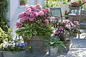 Rhododendron 'Milano', Hosta 'Wide Brim', 'Blue Angel'