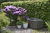 Granite trough with water spout on paved terrace, Rhododendron