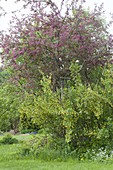 Malus (Zierapfel) hinter Ribes aureum (Goldjohannisbeere) im Naturgarten