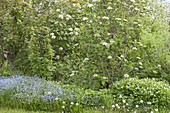 Natural garden with Viburnum (Snowball), Ribes sanguineum