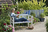 White wooden bench by a bed with Rosa (roses) and Delphinium (delphinium)