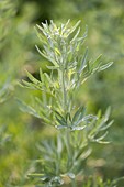 Artemisia absinthum 'Lambrook Mist' (Silbriger Garten - Wermut)