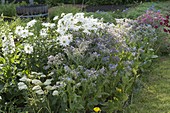 Borage (Borago), Chrysanthemum maximum (daisies)