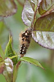 Raupe der Ampfer-Rindeneule (Acronicta rumicis) an Rose