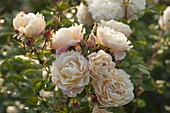 Rosa 'Teasing Georgia' (English shrub rose), repeat flowering, good fragrance
