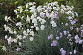 Dianthus gratianopolitanus 'Ohrid' - Pentecostal carnation