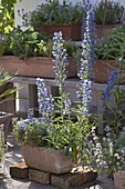 Echium vulgare (Viper's bugloss) flowers from May to October