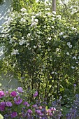 Rosa alba 'semiplena' syn. 'White Rose of York' (Parkrose), historische Rose