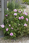 Rosa 'Comte de Chambord' (Portland rose), repeat flowering, very fragrant