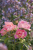 Rosa 'Candy Rose' (ground cover rose) with Nepeta (catmint)