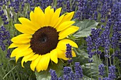 Helianthus annuus 'Pacino' (Sonnenblume) im Lavendel (Lavandula)