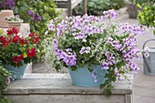 Tuerkisene tin tub with Pelargonium peltatum 'Blue Blizzard'