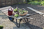 Swiss cart with plants on the empty bed