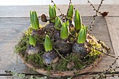 Sprouting Hyacinthus (Hyacinths) on clay bowl with moss