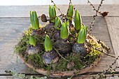 Austreibende Hyacinthus (Hyazinthen) auf Tonschale mit Moos