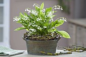 Metal jardiniere with Convallaria majalis (lily of the valley)