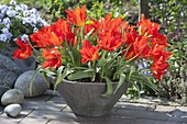 Tulipa wendenskyi (wild tulips) in grey bowl