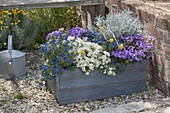 Blue wooden box with Anagallis monelli 'Angie Blue' (pimpernel)