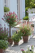 Sage arrangement on the terrace