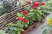 Clay pots with Zinnia (zinnias) in front of hazel wickerwork