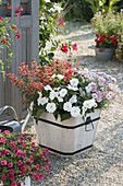 White wooden tub with Salvia microphylla (currant sage), Impatiens