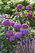 Hydrangea macrophylla (hydrangea) and Salvia nemorosa (ornamental sage)