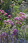 Rosa 'Leonardo da Vinci' (Nostalgierose), Salvia nemorosa (Steppensalbei)