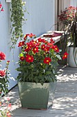 Im Mai eingepflanzte Dahlia 'Feuerrad' (Mignon - Dahlien) blüht im Sommer