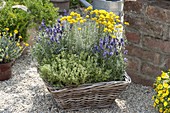 Basket with lavender (Lavandula), holy herb (Santolina)