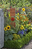 Variegated summer border with summer flowers and perennials